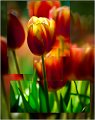 45 - Tulipes - SAUNIER DOMINIQUE - france